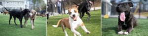 Dogs playing at Harmony Doggie Daycare.