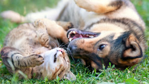 Dog and cat playing in the grass.