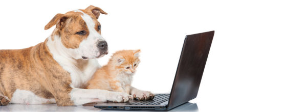 Dog and kitten looking at a laptop.