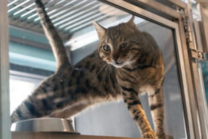 Cats enjoying their time at the Harmony Animal Hospital Resort.