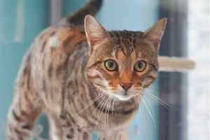 Cat Boarding at Harmony Resort & Spa