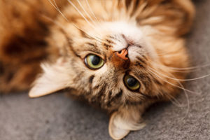 Cat playing at the Harmony Pet Resort & Spa.