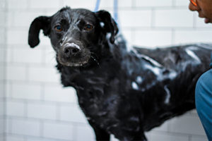 Black dog getting a bath at the Harmony Pet Resort & Spa.
