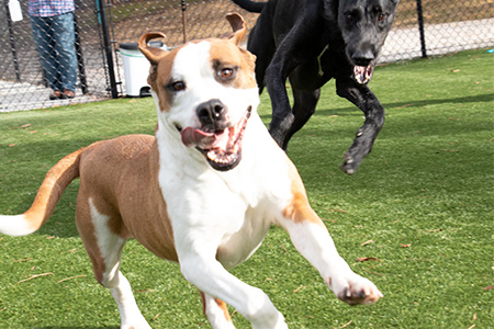 Dogs playing at Harmony Doggie Daycare.