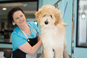Harmony Grooming & Spa