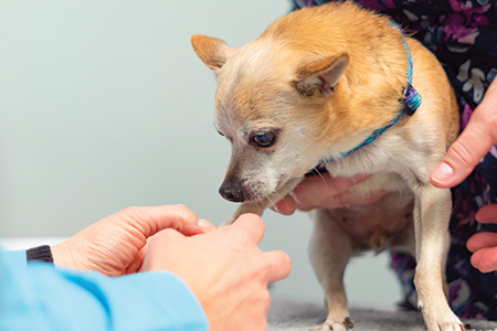 Pet Nail Trimming