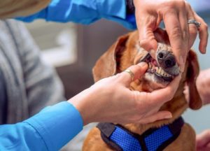 Vet examining a dog's teeth.