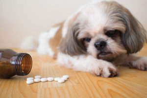 Small dog looking at medication.