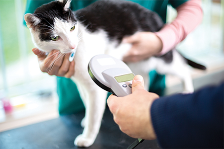 Microchipping Your Pets