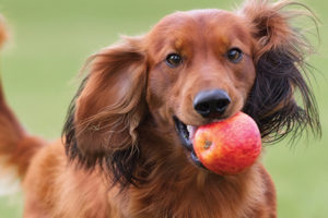 Pet Nutrition