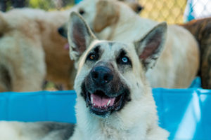 Dog on parasite prevention medications.