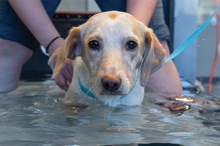 Underwater Treadmill for Rehabilitative Pet Therapy