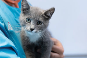 Young kitten getting its first vaccinations.