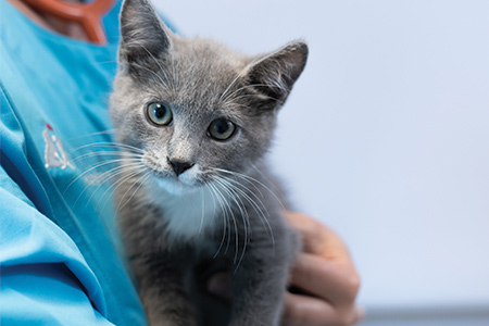 Young kitten getting its first vaccinations.