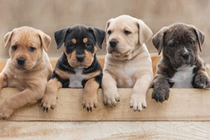 Litter of puppies.