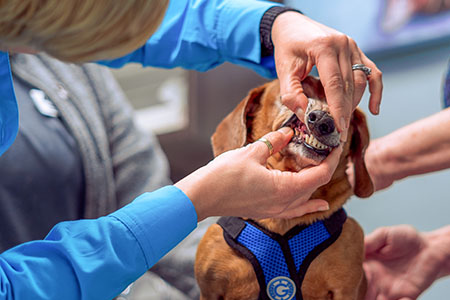 Vet examining a dog's teeth.