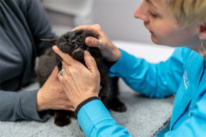 Vet examining a cat's teeth-pet dental-health