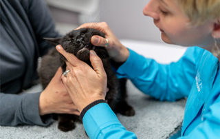 Vet examining a cat's teeth-pet dental-health