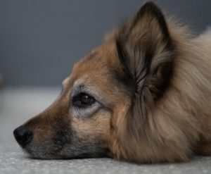 Thoughtful dog resting.