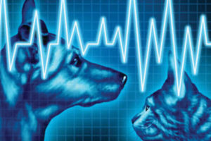Pet ECG
