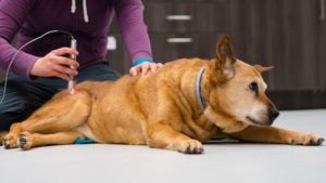 Dog receiving electrostimulation rehab therapy.