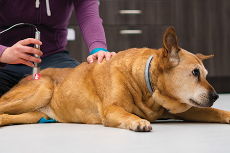 Veterinary Laser Therapy