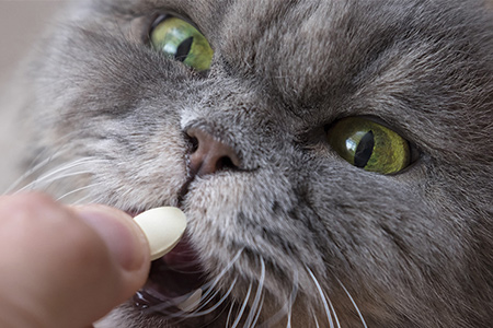 Cat resisting a pill.