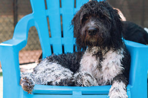 Dog sitting on a blue chair waiting for medications to be delivered.