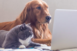 Dog and cat reviewing information on a laptop.