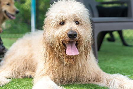 prevention-care-for-pets Prevention care for pets