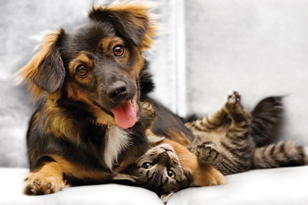 spay and neuter dogs and cats