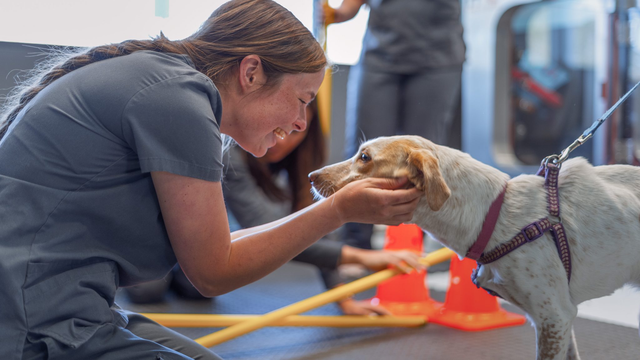 harmony animal hospital harmony animal hospital