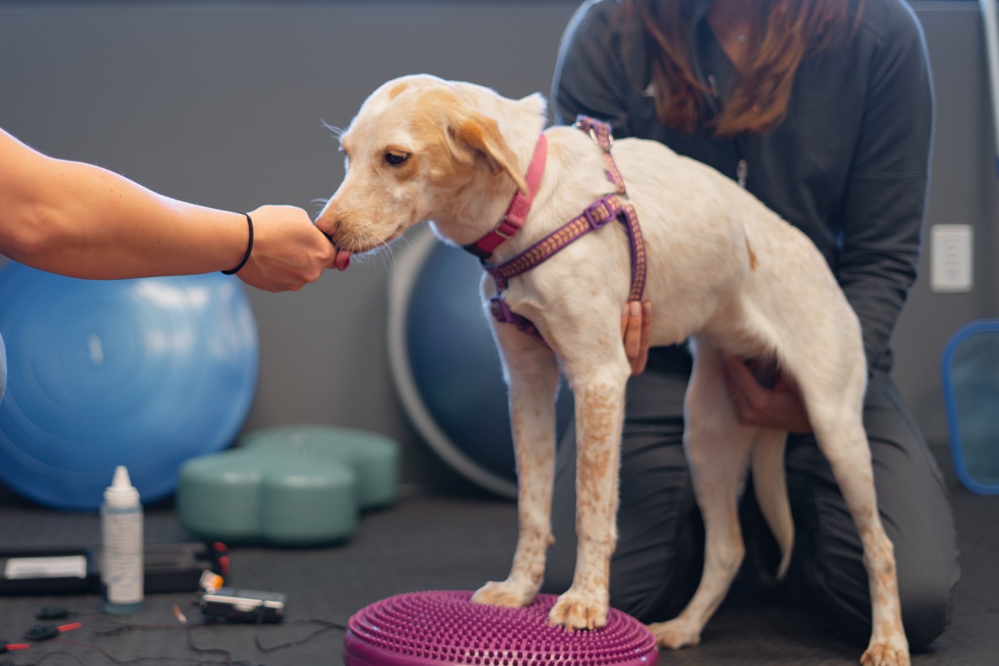 therapy animal visits near me