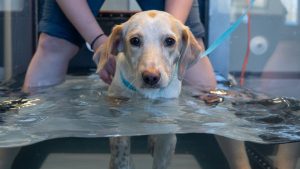pet water rehabilitation therapy