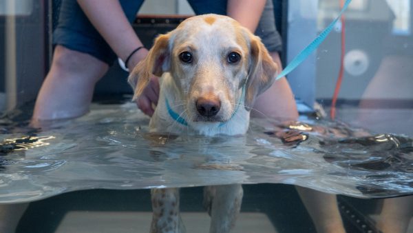 DSC07623 pet water rehabilitation therapy