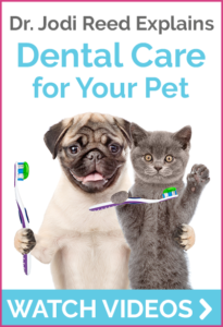 Dr. Jodi talks dental care for your pet