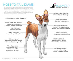 Nose-to-tail-exam-Checklist-Infographic