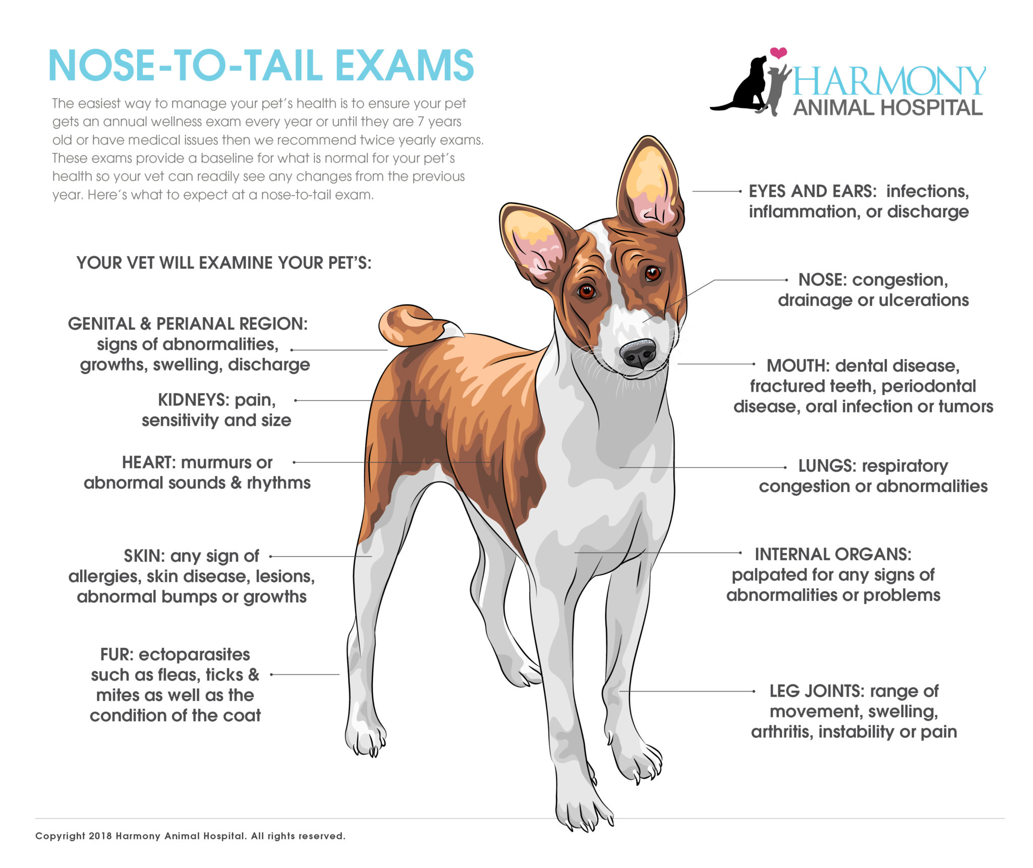 Nose To Tail Exam Checklist Infographic Harmony Animal Hospital