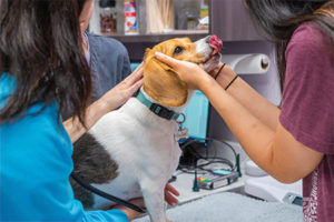 Care team examining a beagle.