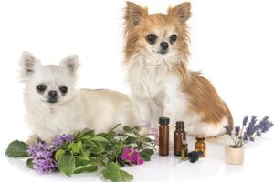 Holistic pet medicine treats the whole dog.