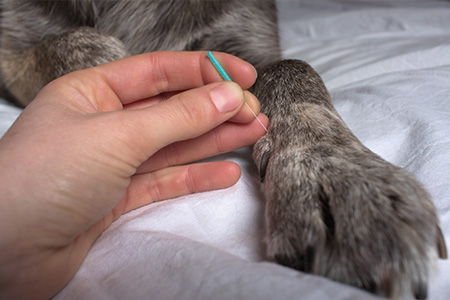 acupuncture for pets