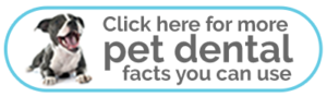Pet Dental Facts you can use