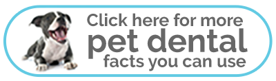 Pet Dental Facts you can use