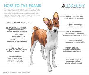 HAH_DOG_Checklist_Infographic