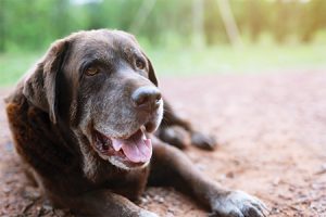 Relieve Pain & Help Mobility in Senior Pets