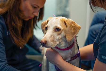 Acupuncture For Pets