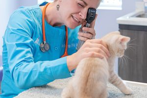 kitten-checkup