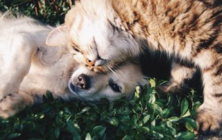 Boarding your dogs and cats at Harmony Pet Resort