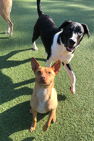 Boarding your dogs at Harmony Pet Resort