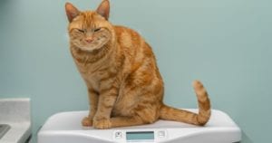 fat-cat-tabby-obese cat-sits on scale
